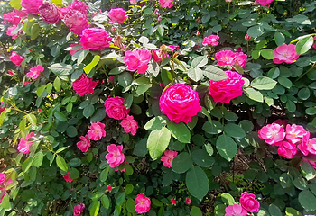 贡之源·花仙谷第 27 张图片