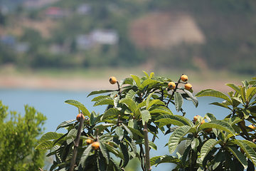 瀛湖风景区第 57 张图片
