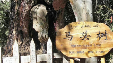 神木园第 4 张图片