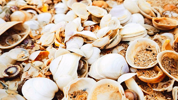 中国无棣贝壳堤岛