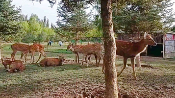 鸿翔孔雀苑景区
