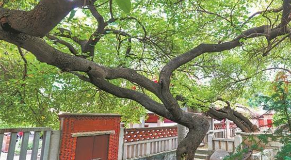 泉州开元寺-千年古桑