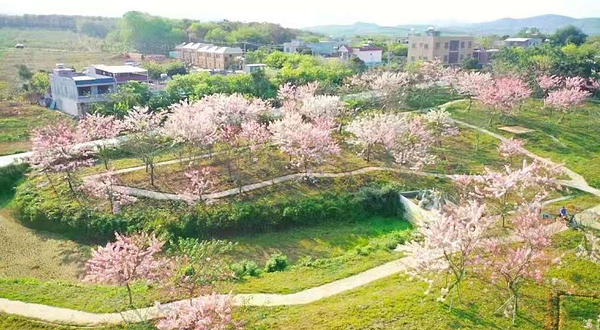 儋州蓝洋樱花庄园