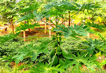 九州伊甸园第 17 张图片