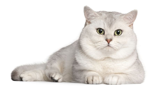 猫咪博物馆(昆明旗舰店)