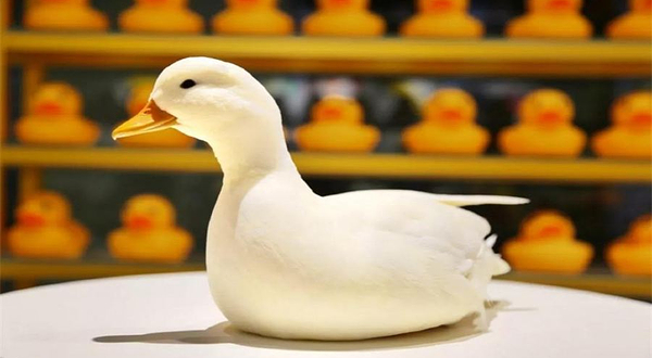 科尔鸭俱乐部（柳巷旗舰店）