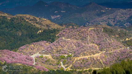 大田屏山·仙居山樱花园第 2 张图片