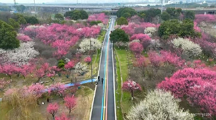黄桥梅花园第 1 张图片