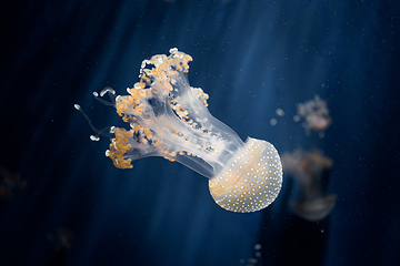 热那亚水族馆第 1 张图片