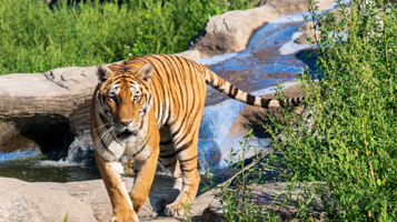 东北虎林园-狮虎馆