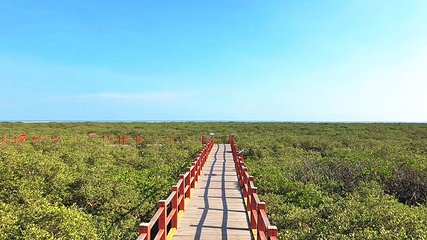 北海金海湾红树林生态旅游区第 45 张图片