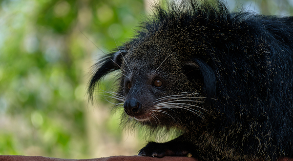帕奈瓦热带雨林动物园