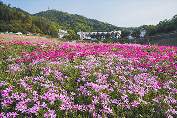 石燕湖芝樱花海第 3 张图片
