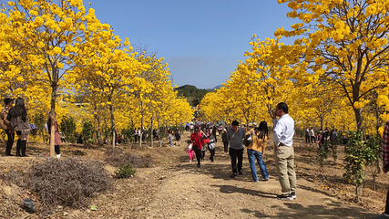 惠州盛花谷第 17 张图片
