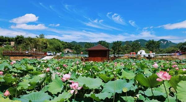 院子里·花漾谷