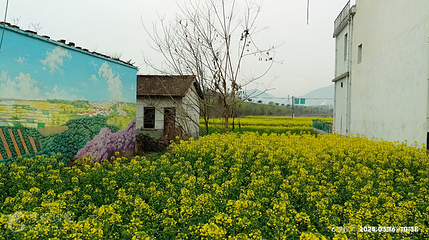 南郑区阳春镇陈村花海景区第 3 张图片