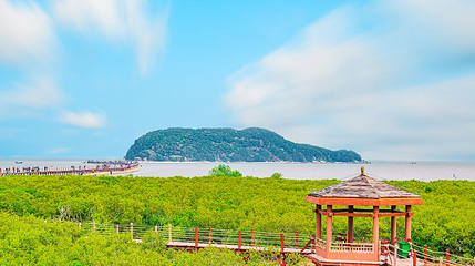 海陵岛红树林国家湿地公园第 1 张图片