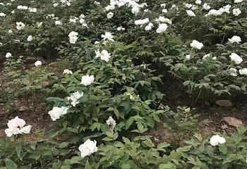 神农牡丹谷第 16 张图片