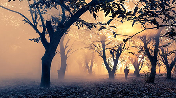 邳州古栗省级森林公园