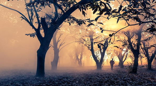 邳州古栗省级森林公园