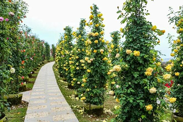 贡之源·花仙谷第 15 张图片