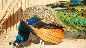 青藏高原野生动物园-百鸟苑