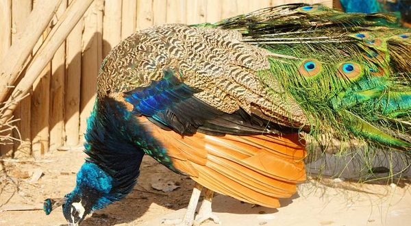 青藏高原野生动物园-百鸟苑