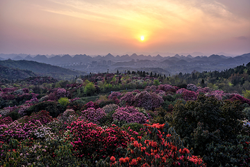 百里杜鹃风景区第 71 张图片