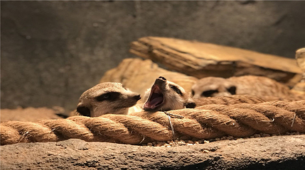ZoolungZoolung萌宠游乐园(上海第一八佰伴店)第 5 张图片