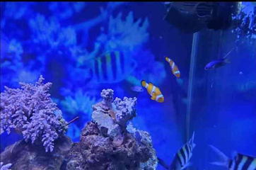 深圳观澜海洋世界第 38 张图片
