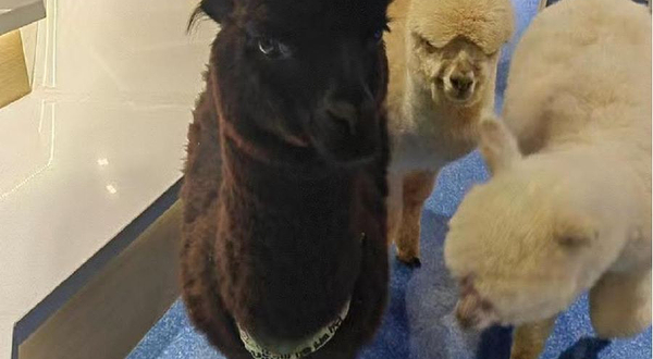 神兽羊驼主题馆（弘阳广场店）