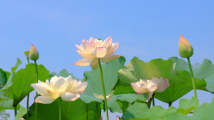荷塘月色湿地公园第 18 张图片