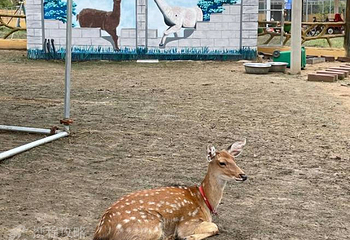 滕州市野生动物园第 5 张图片