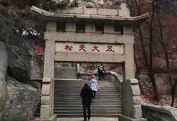 五大夫松第 1 张图片