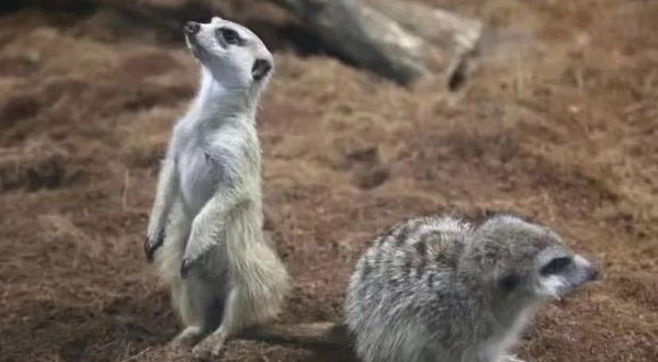 卡比龙萌宠乐园