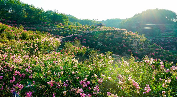 英山四季花海景区