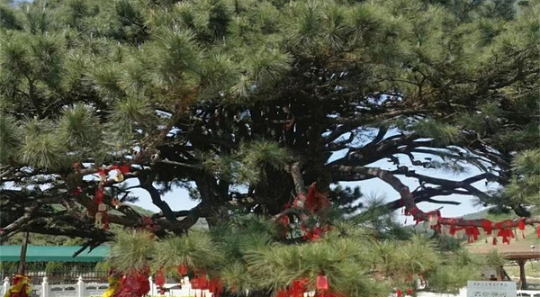 红带沟大清神树