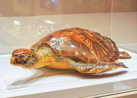 马尔代夫国家博物馆