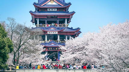 太湖鼋头渚风景区-樱花谷第 1 张图片