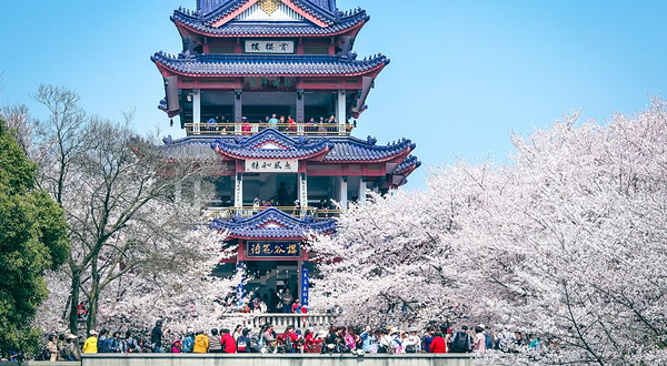 太湖鼋头渚风景区-樱花谷