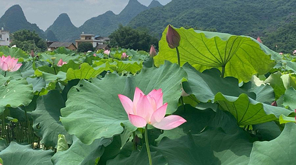 祥荷乡韵景区第 1 张图片