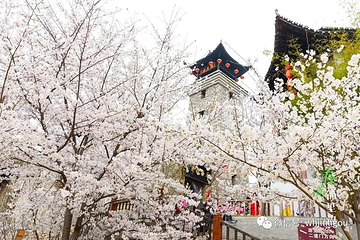 锦鲤土司城第 15 张图片