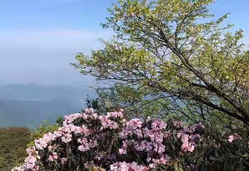 金佛山北坡景区第 64 张图片