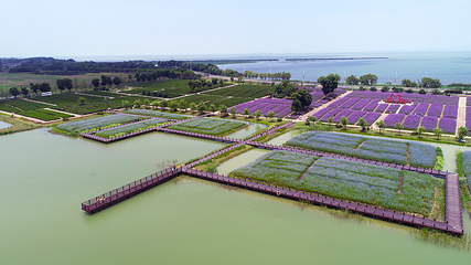 西京湾花海第 13 张图片