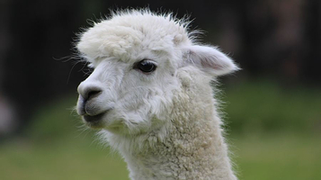 神兽羊驼主题馆(榆次万达馆)