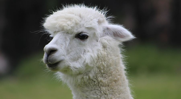 神兽羊驼主题馆(榆次万达馆)