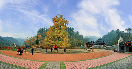 安陆钱冲古银杏生态旅游区第 19 张图片