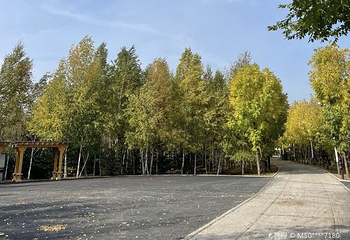 绥化市森林植物园第 1 张图片
