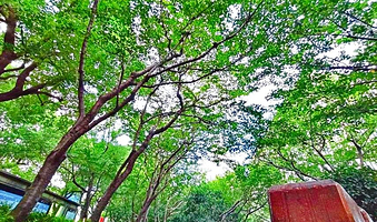 世纪大道樱桃园