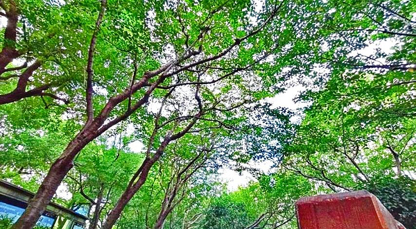 世纪大道樱桃园